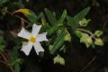Cistus monspeliensis